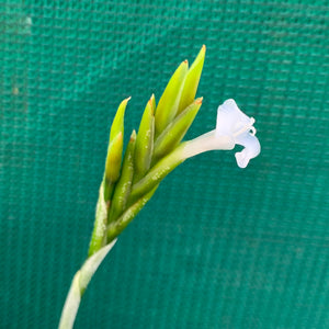 Tillandsia - chiletensis ‘Green Bract’ ex. PT NEW