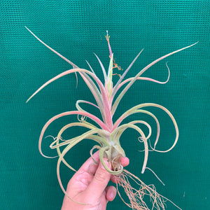 Tillandsia - streptophylla x pruinosa NEW