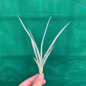 Tillandsia - Holm’s Mother Lode (Fragrant) NEW