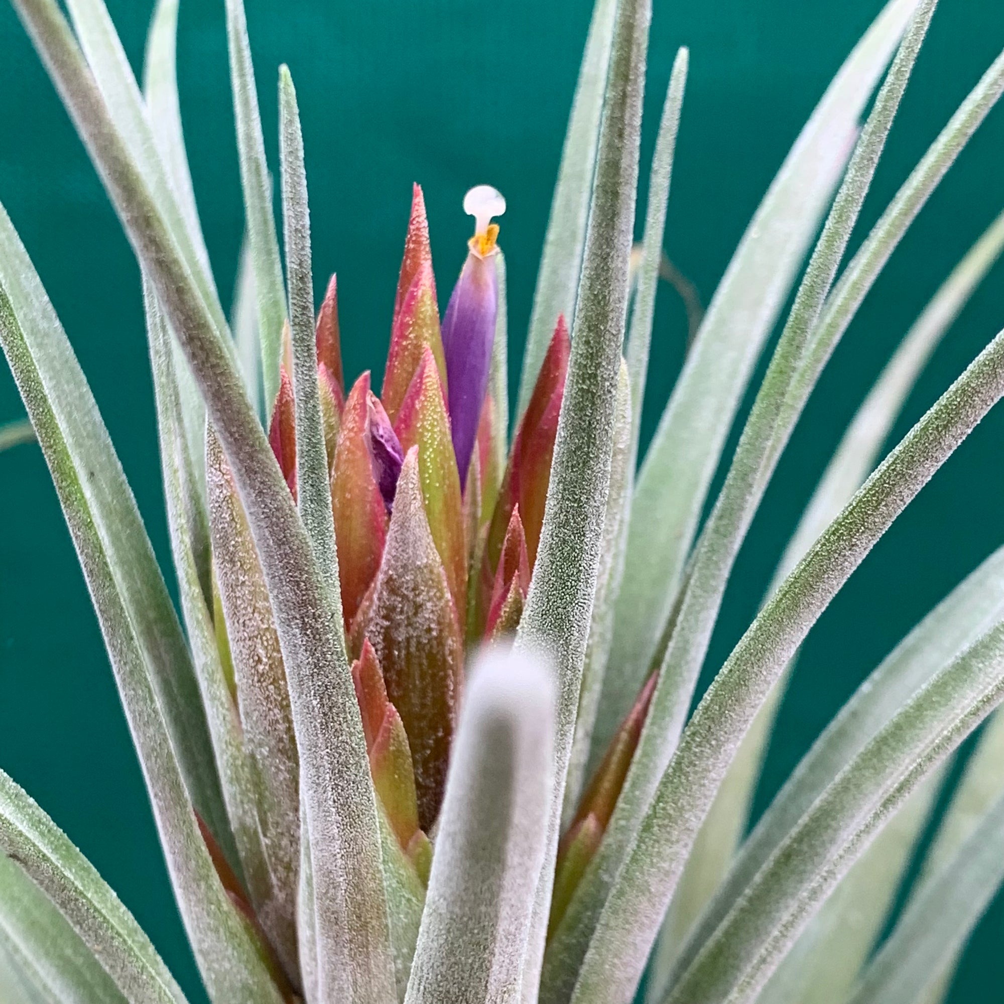 Tillandsia - X Nidus ‘Giant’ ex. PT