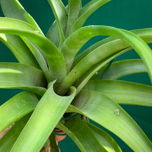 Tillandsia - flexuosa Vivipara ‘Greenie’ ex. PT NEW