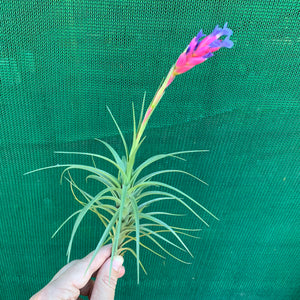 Tillandsia - tenuifolia 'Long Dark Form' ex. PT NEW