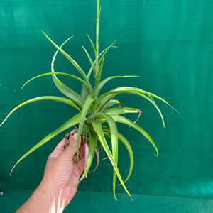 Tillandsia - flexuosa Vivipara ‘Greenie’ ex. PT NEW