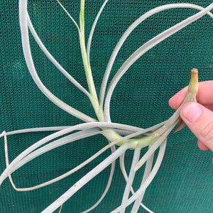 Tillandsia - Holm’s Mother Lode (Fragrant) NEW