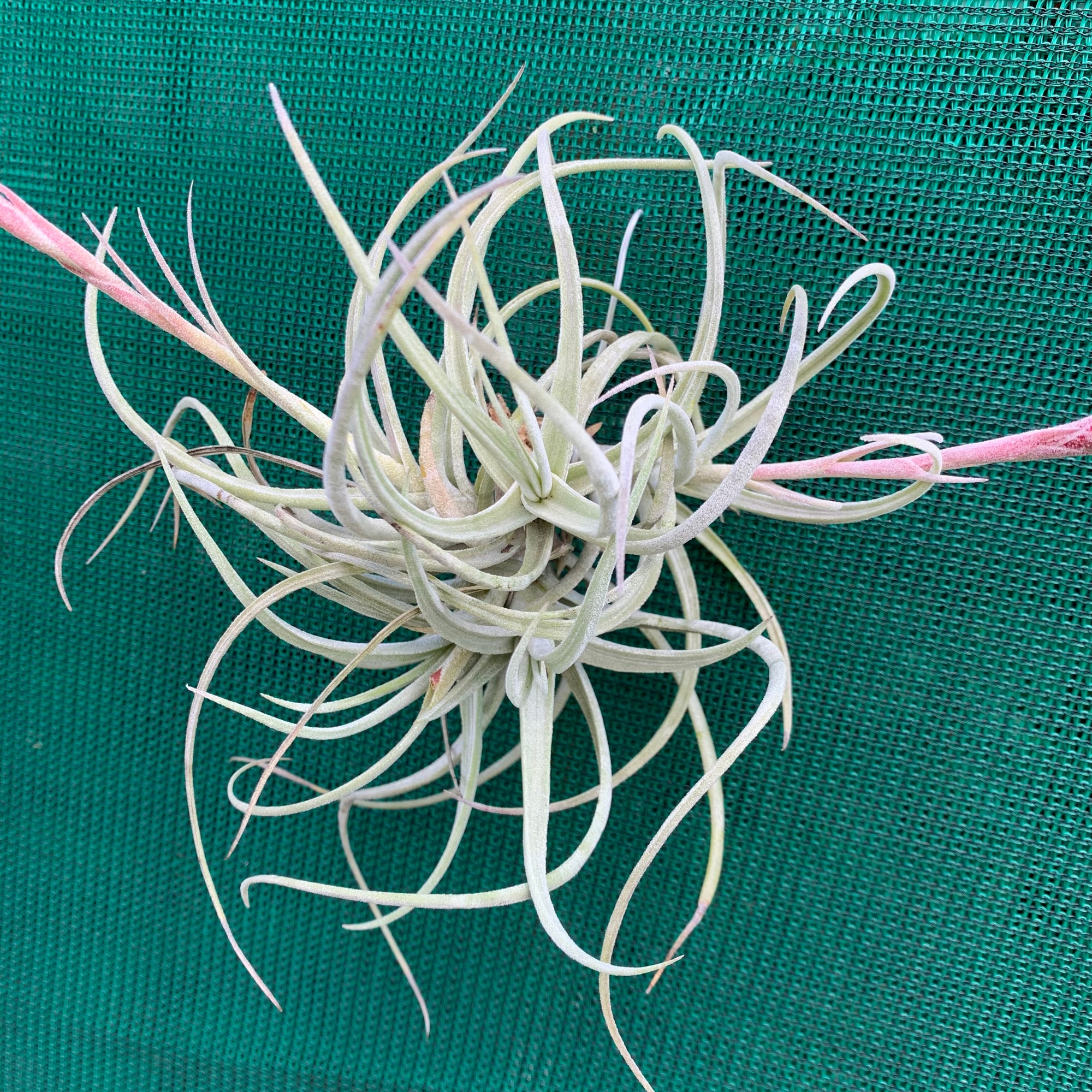 Tillandsia - glabrior - Air Plant Decor