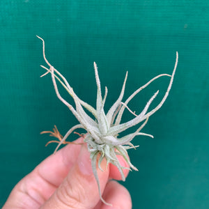 Tillandsia - chusgonensis NEW