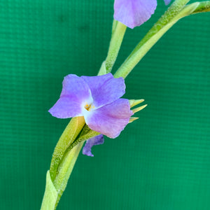 Tillandsia - duratii v. Saxatilas (Fragrant) ex. Gruber