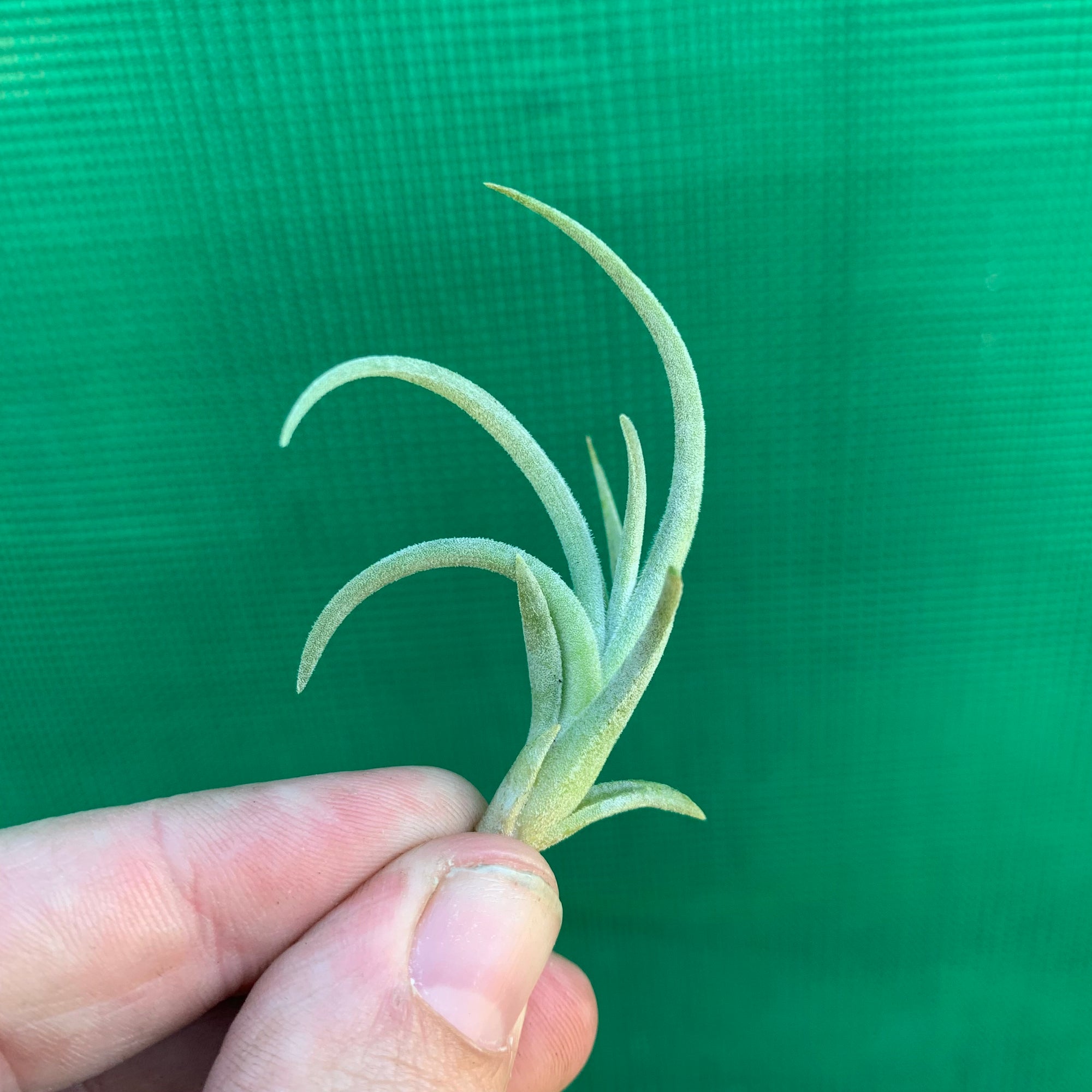 Tillandsia - bermejoensis