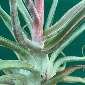 Tillandsia - Hyde’s Silver