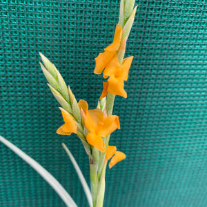 Tillandsia - Holm’s Mother Lode (Fragrant) NEW