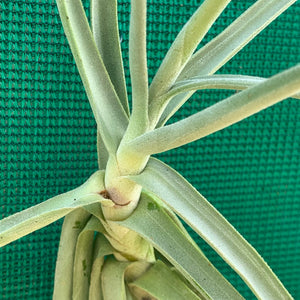 Tillandsia - duratii v. Saxatilas (Fragrant) ex. Gruber