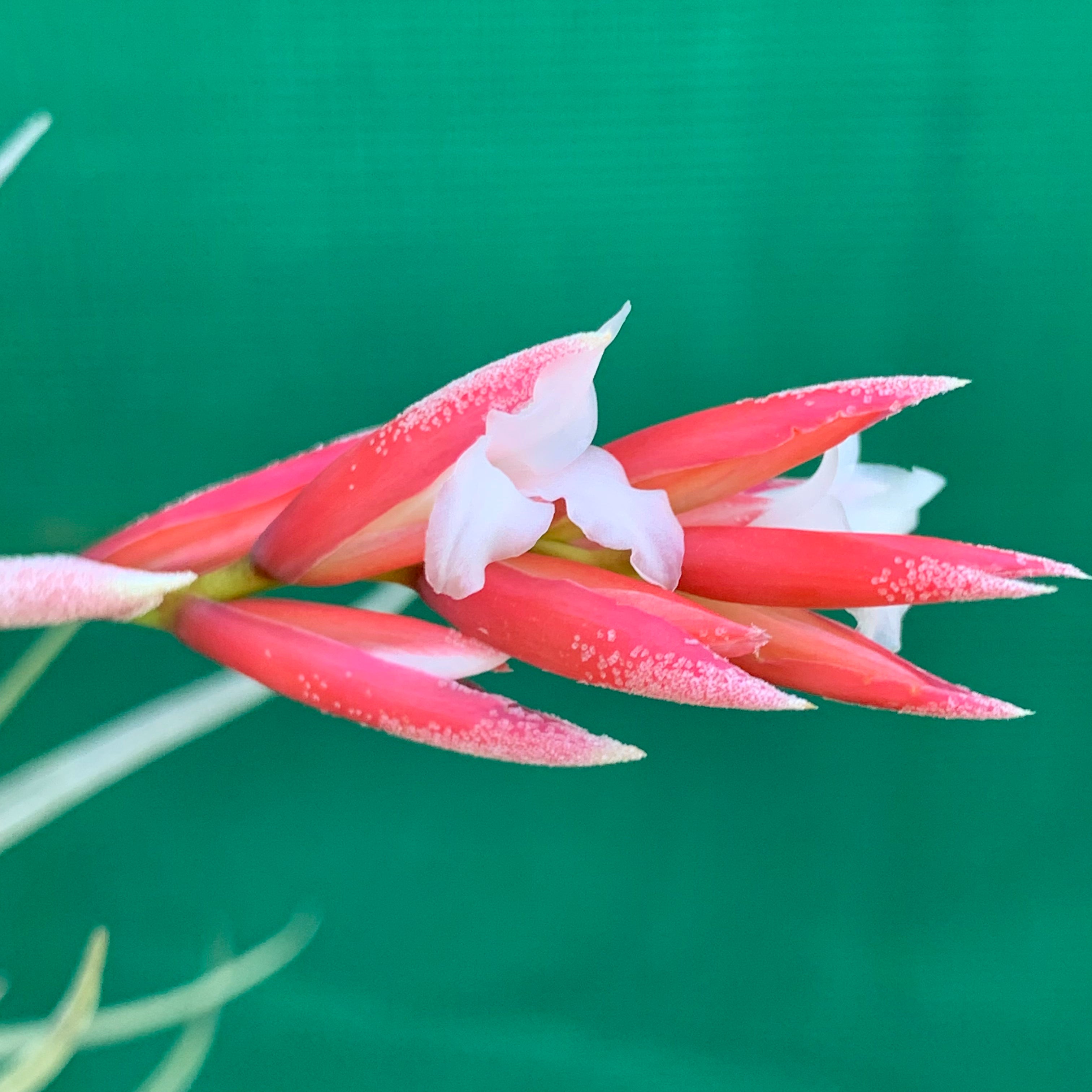 Tillandsia toropiensis