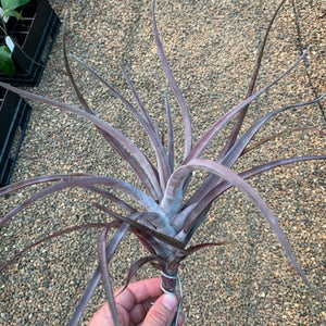 Tillandsia - novakii ex. PT