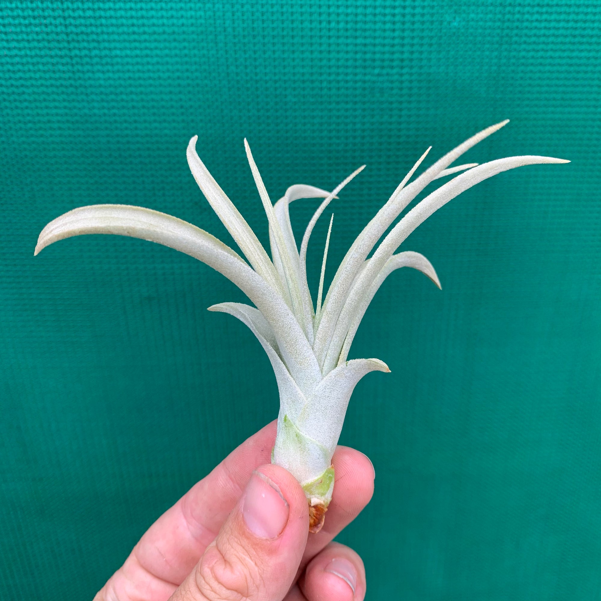 Tillandsia - Crowning Glory ex. PT - Air Plant Decor