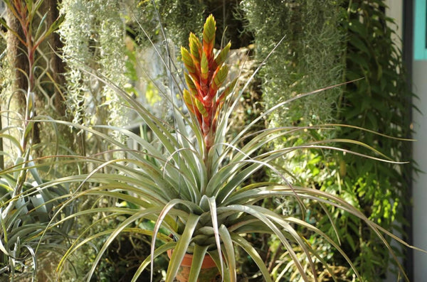 Tillandsia - Silver Queen ex. OM - Air Plant Decor