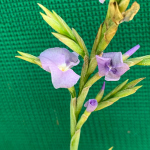 Tillandsia - duratii v. Saxatilas (Fragrant) ex. Gruber