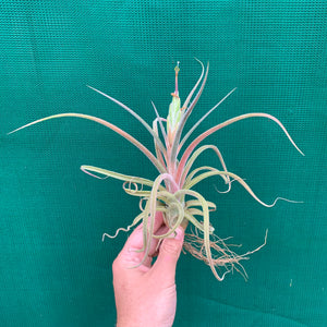 Tillandsia - streptophylla x pruinosa NEW