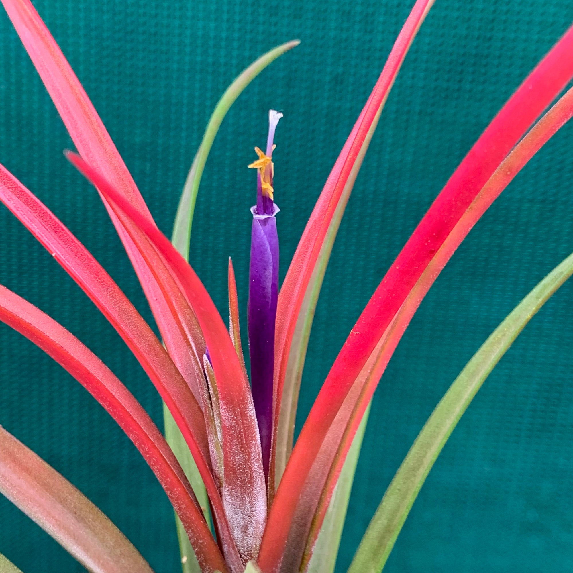 Tillandsia - Temescal ex. PT