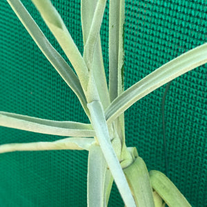 Tillandsia - duratii v. Saxatilas (Fragrant) ex. Gruber