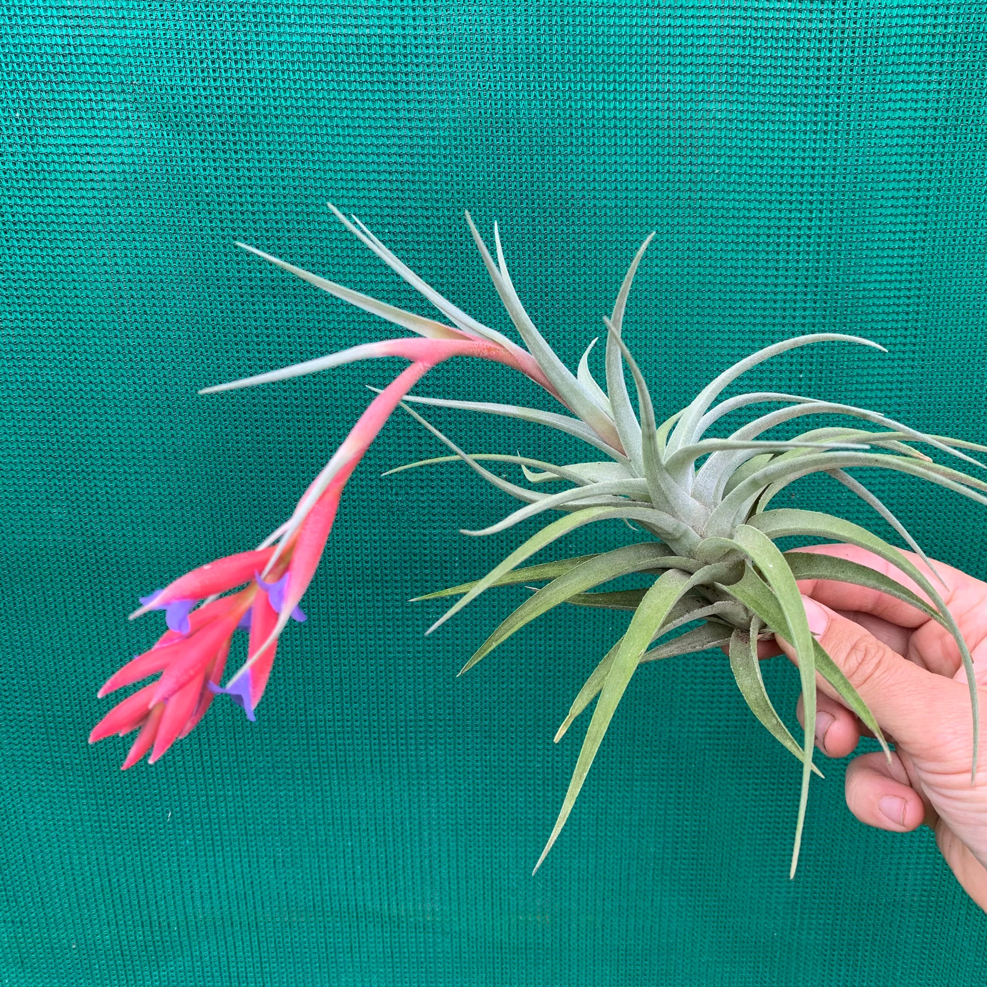 Tillandsia - subsecundifolia x aeranthos Purple ex. PT