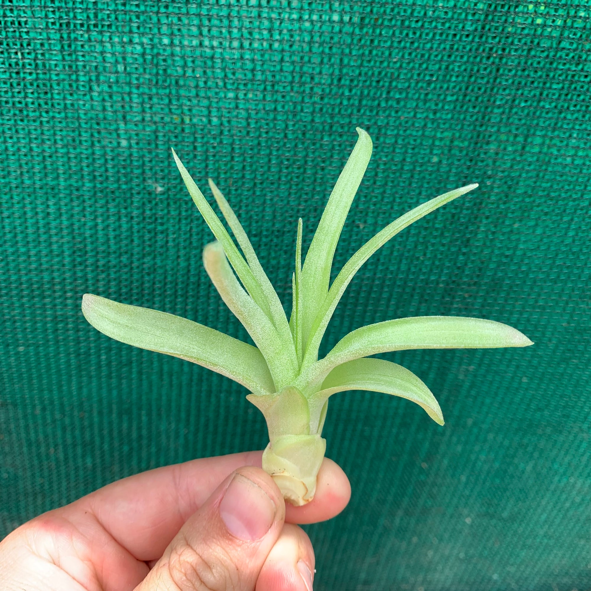 Tillandsia - Love Knot ex. CC