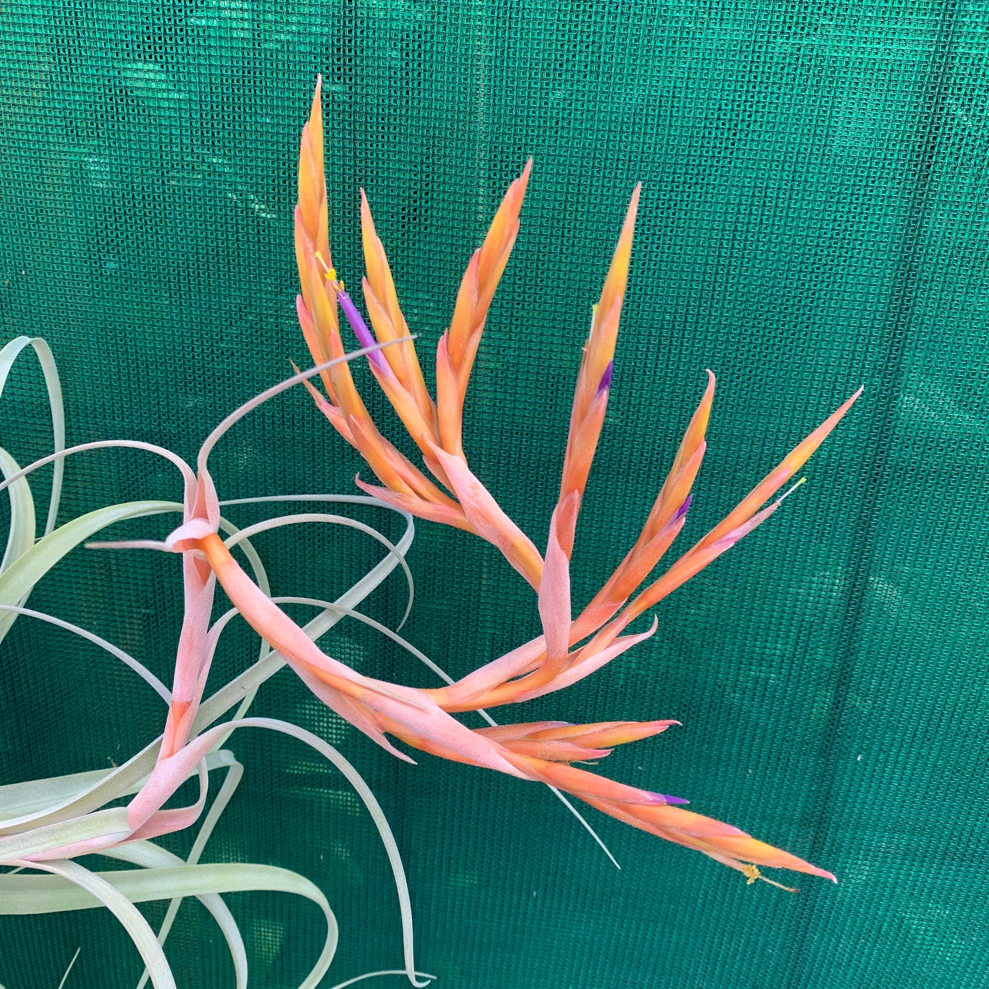 Tillandsia - Crowning Glory ex. PT - Air Plant Decor