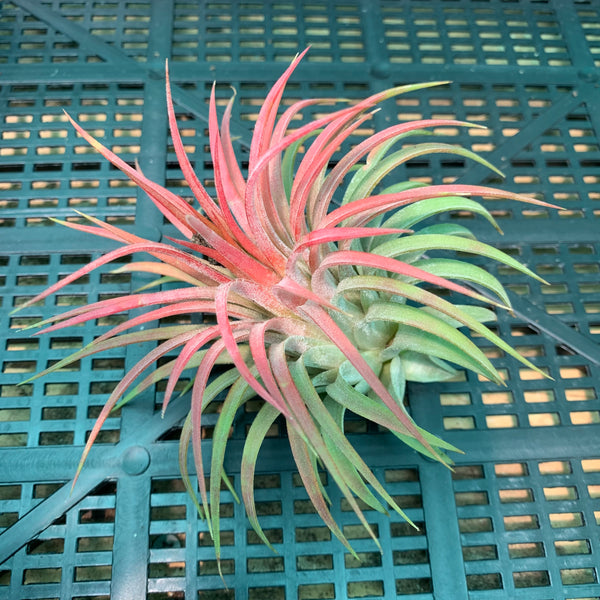 Tillandsia - ionantha ‘APD006’ - Air Plant Decor