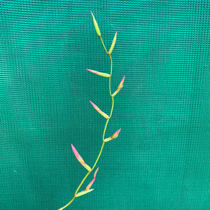 Tillandsia - flexuosa Vivipara ‘Greenie’ ex. PT NEW