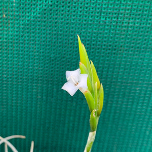 Tillandsia - chiletensis ‘Green Bract’ ex. PT NEW