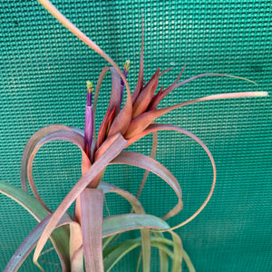 Tillandsia - Red Fountain