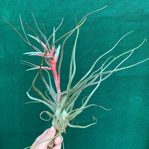 Tillandsia - Hyde’s Silver