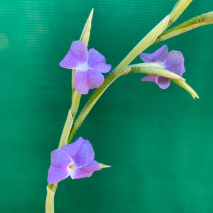 Tillandsia - duratii v. Saxatilas (Fragrant) ex. Gruber