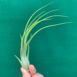 Tillandsia - Kinkin ex. MP