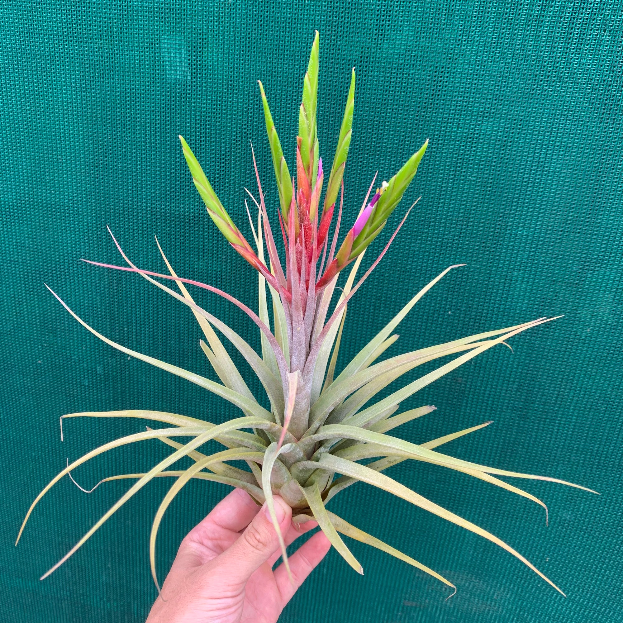 Tillandsia - Redy ex. OM