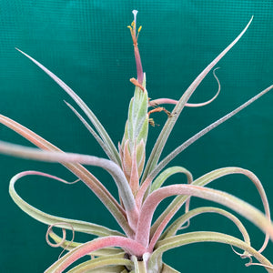 Tillandsia - streptophylla x pruinosa NEW