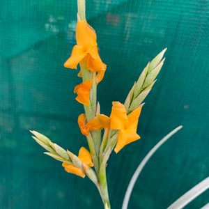 Tillandsia - Holm’s Mother Lode (Fragrant) NEW