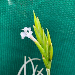 Tillandsia - chiletensis ‘Green Bract’ ex. PT NEW