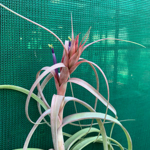 Tillandsia - Red Fountain