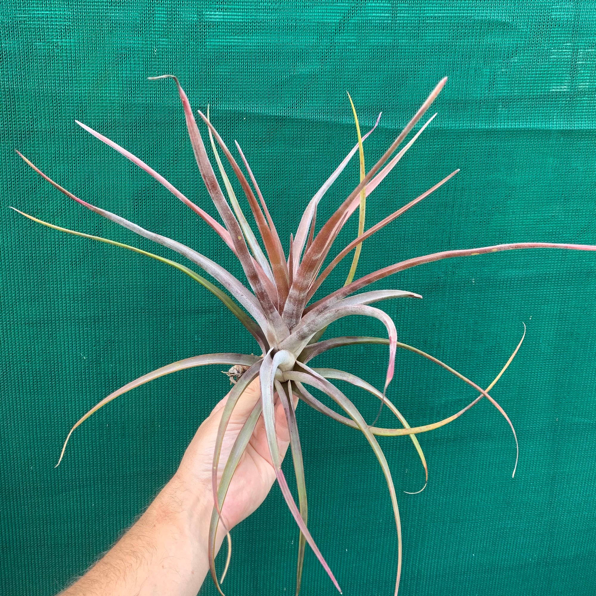 Tillandsia - novakii ex. PT