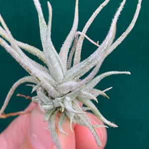 Tillandsia - chusgonensis NEW