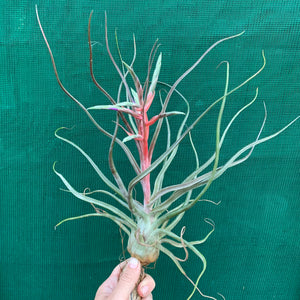 Tillandsia - Hyde’s Silver