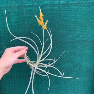 Tillandsia - Holm’s Mother Lode (Fragrant) NEW