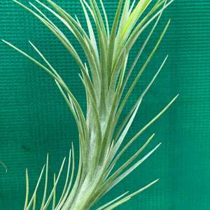 Tillandsia - Silver Comb ex. RFI NEW