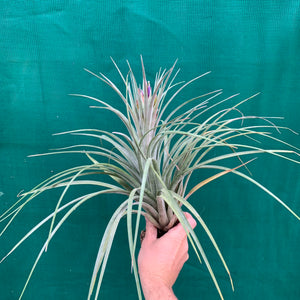 Tillandsia - X Nidus ‘Giant’ ex. PT