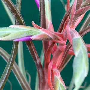 Tillandsia - Hyde’s Silver