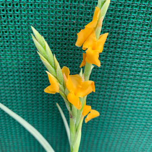 Tillandsia - Holm’s Mother Lode (Fragrant) NEW