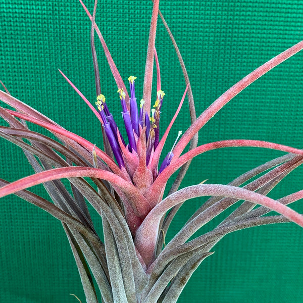 Tillandsia - Success Story ex. RFI - Air Plant Decor