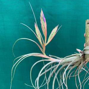 Tillandsia - Kinkin ex. MP