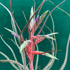 Tillandsia - Hyde’s Silver