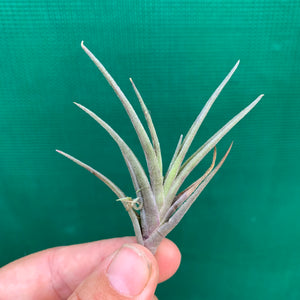 Tillandsia - Margarite ex. PT